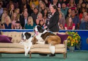 On Location - 2018 American Rescue Dog Show