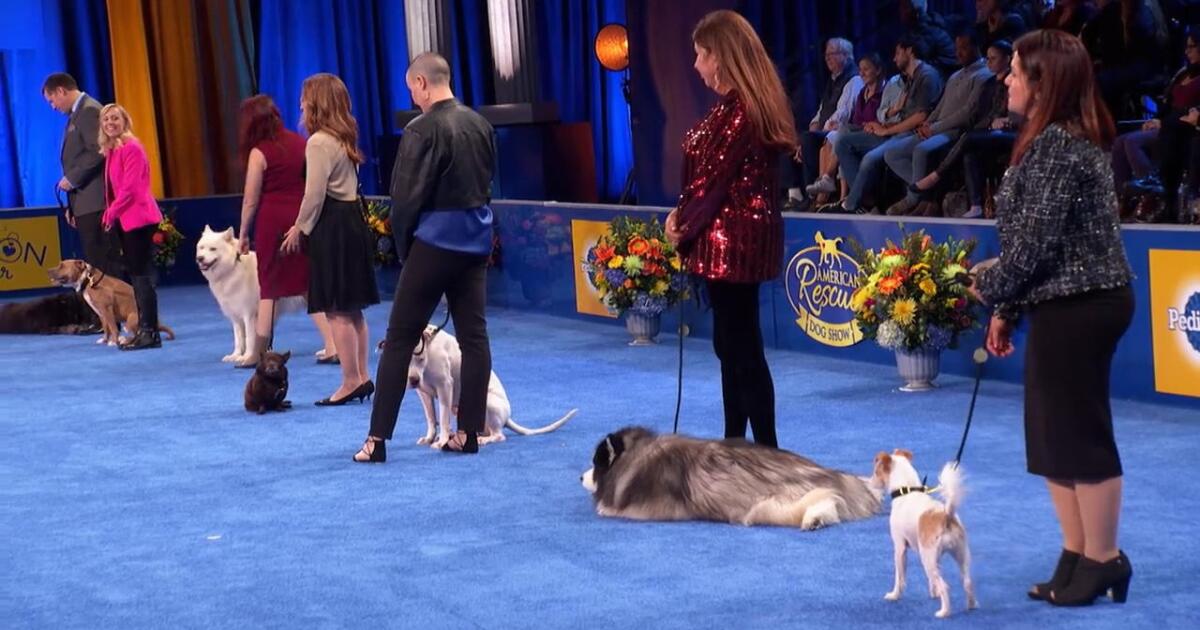 Highlights Best in Talking American Rescue Dog Show 2020