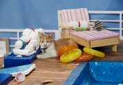 On Location - Kitten Bowl VII and Cat Bowl II