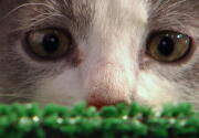 Highlights - Longtails Advance to Finals - Kitten Bowl VI