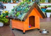 DIY Living Roof Dog House - Home & Family