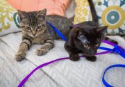 Adoption Ever After - Lona & Luke - Home & Family