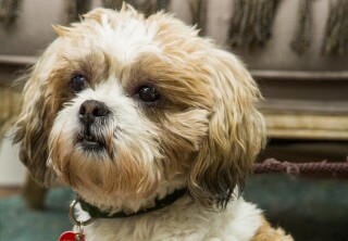 Adoption Ever After - Kevin