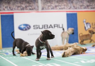 Squirrels Invade the Field - Kitten Bowl V