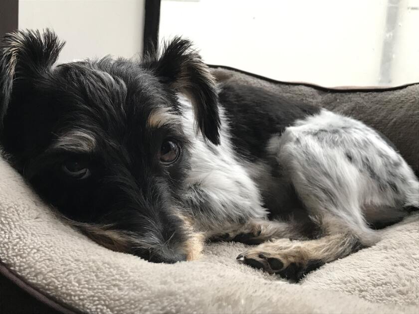 Allister - Couch Potato Category