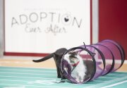 Highlights - Touchdown Tunnel Distraction - Kitten Bowl VI