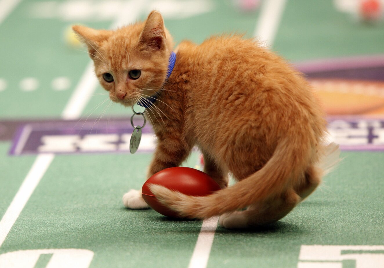 Kitten Bowl See the Cutest Kittens on TV! kittenbowl