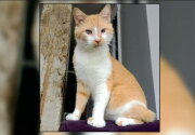Meet Handsome Hank - Kitten Bowl V