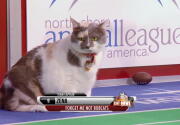 Cat-lete of the Week - Zena - Episode 2