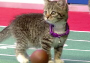 Cat-lete of the Week - Alvin Cat-mara - Kitten Bowl VII