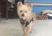 Fuzzie - Adoption Ever After - Home & Family