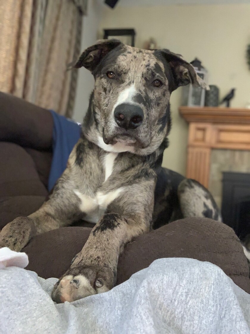 Brutus - Snoring Category