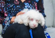 Pigly - Adoption Ever After - Home & Family