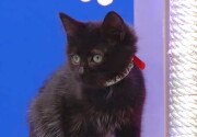 Cat-lete of the Week - Hannah - Kitten Bowl VII