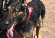 Adak - Military Dog - Hero Dog Awards 2017