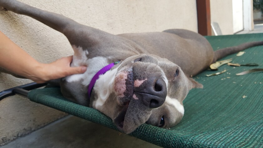 Mango - Snoring Category