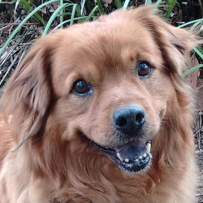 Maggie - Short and Sweet Category