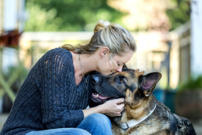 Romantic christmas movies for a date night at home About | The Christmas Shepherd