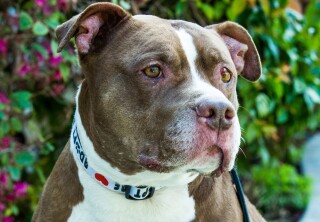 Adoption Ever After - Captain