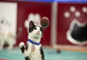 Cat-lete of the Week - Skipper - Episode 9