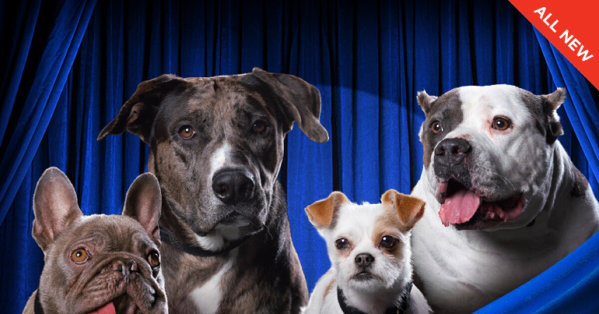 American Rescue Dog Show Rescue Dog Championship 2022