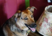 Adoption Ever After - Amy - Home & Family