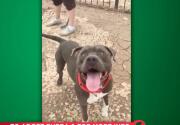 Bubba - Adoption Ever After - Home & Family