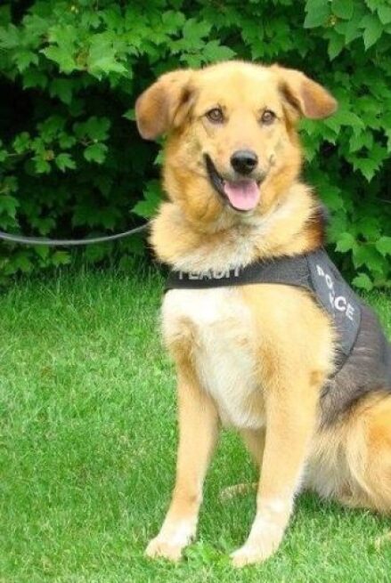 K-9 Flash