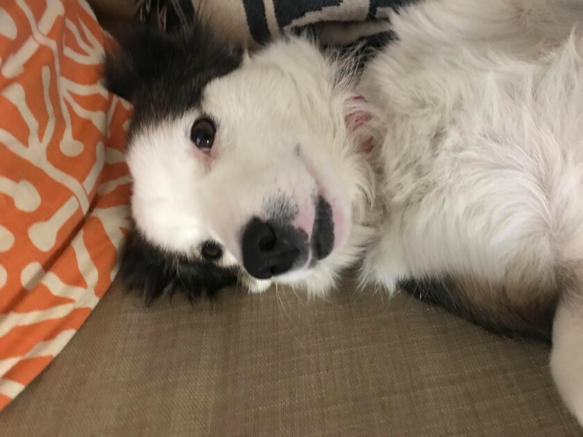 Chappy - Smile Category
