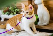 Adoption Ever After - Mistletoe - Home & Family