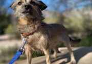 Pet Adoption - Tigger - Home & Family