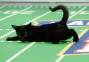 Highlights - Kitten Bowl VIII - Big Touchdown