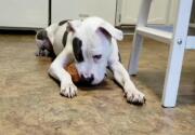 Ivan - Adoption Ever After - Home & Family