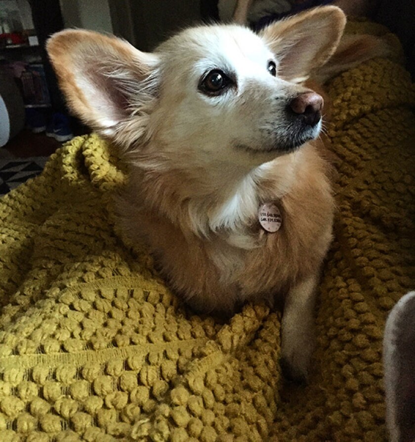 Midge - Senior Category - Winner