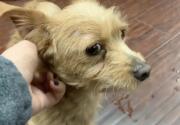 Adoption Ever After - Lilo - Home & Family