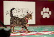 Highlights - Rain Delays Halt The Game - Cat Bowl