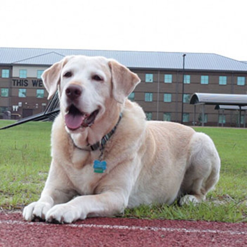 Military Dogs Category Gabe Hero Dog Awards