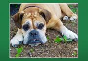 Lucky - Adoption Ever After - Home & Family