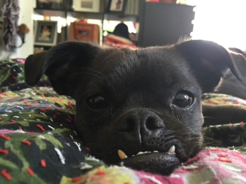 Charlie - Underbite Category