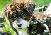 Adoption Ever After - Mira - Home & Family