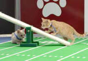 Highlights - Kitten Bowl VIII - North Shore Bengals Game 1