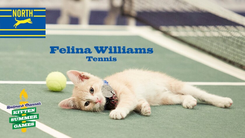 Meet the Kittens - Felina Williams
