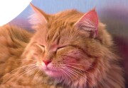 Cat-lete of the Week - Meatball - Cat Bowl II