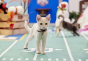 Preview - Kitten Bowl VII