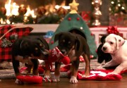 Adoption Ever After - A Puppy Christmas
