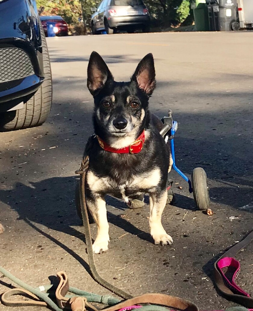 Fast Eddie - Special Needs Category