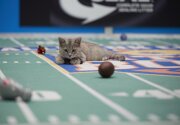 Preview - Kitten Bowl V