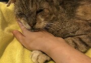 Pet Adoption - Ears - Home & Family