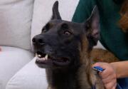 Adoption Ever After - Dalton - Home & Family