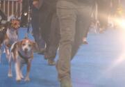 Preview - Best in Senior 2020 - American Rescue Dog Show